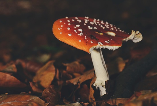 mushroom autumn